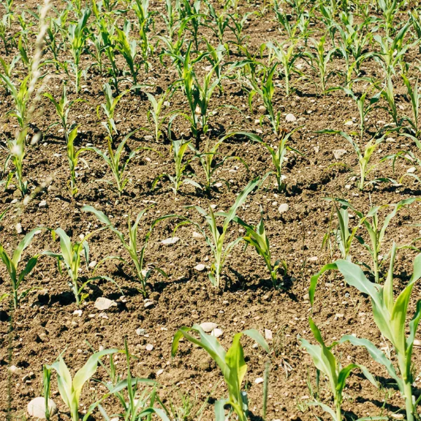 Desarrollo de Biofertilizantes